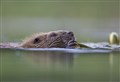 Highlands have suitable sites for beavers, say campaigners as the killing starts