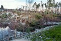 Storms take their tolls on Caledonian pines at Highland Folk Museum