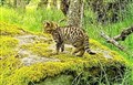 Don't play mother to 'lost' wildcat kittens in Cairngorms