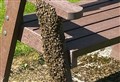 Aviemore beekeepers to rescue as swarm rests on public bench