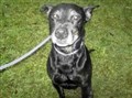 Campaign is launched to find homes for Staffies 