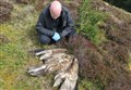 Police confirm sea eagle found in Cairngorms was poisoned