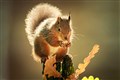 Restoring habitats could save a fifth of species from climate risks, says report