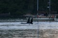 Playful dolphins, bluefin tuna and PPE litter: A year round the UK coasts