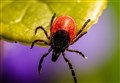 'First of its kind' – Highlands hosts conference to share findings of tick-borne infection project