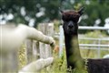 Geronimo the alpaca culled after testing positive for bovine tuberculosis