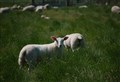 Supermarket's super backing for Highland farmers