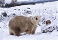 GOING WILD: Saying goodbye to Victoria the UK’s oldest polar bear