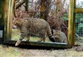 Valentine’s Day dates for Cairngorm wildcats