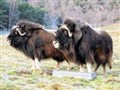Musk ox make their debut at Kincraig