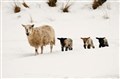 Cairngorm dog-owners urged to control dogs during lambing season