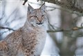 Experts to discuss the reintroduction of Eurasian lynx to Scotland