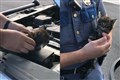 Abandoned kitten adopted after weekend hidden in police car’s engine