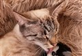 Microchipped ‘miracle’ cat missing from County Durham home shows up – 300 miles away in Inverness!