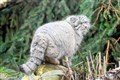 Tull, not cull, for the Highland wildcat