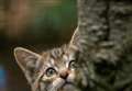 Critically endangered wildcat kittens born at Highland Wildlife Park 