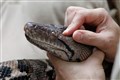 Modern snakes ‘evolved from a few survivors of dinosaur-killing asteroid’