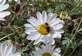 YOUR VIEWS: Safe disposal is a real pest for most