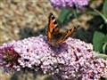 A butterfly caught on camera by Kloe Grant of Wick.