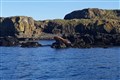 ‘Massive’ walrus spotted enjoying sunshine on Scottish coast