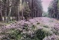 Plan for 20 homes in popular Nethy Bridge woodlands is rejected 