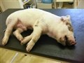 Piglets die after suspected vehicle fall on A9