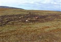 Shortage of peatland workers leading to delay in restoration works in Cairngorms