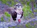 Popular osprey EJ makes safe return to RSPB Loch Garten reserve