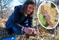 Unique ‘egg hunt’ launched in the Cairngorms for rarest moth