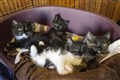 Vaccination of pets against Covid could be necessary, scientists suggest