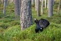 Concerns over spending more millions to save capercaillie in Cairngorms National Park