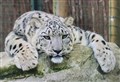 Snow leopards to change their spots