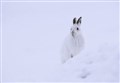 Mixed reaction to added protection of Scotland's mountain hares