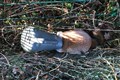 Fox with watering can on head prompts rescue operation