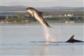 Moray Firth bottlenose dolphins breach the surface near Chanonry Point. Picture: Ally Kemp