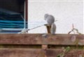 Grey squirrel alert in Kingussie after suspected sighting