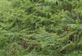 Organisations call on Scottish Government to approve bracken control measures