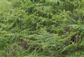 Organisations call on Scottish Government to approve bracken control measures