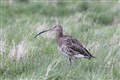 Orkney’s curlew population back on the rise as charity removes invasive species