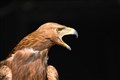 A Scottish first for young Strathspey golden eagle