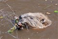 Could beavers lodge in the Cairngorms?