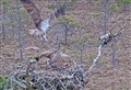 It’s war at the Loch Garten osprey nest!