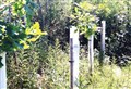 Biodegradable tree shelters on their way in strath