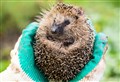 Scottish SPCA issues guidance for caring for wildlife during freezing weather
