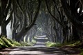 Several Dark Hedges trees made famous by Game Of Thrones to be cut down