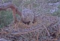 WATCH: White-tailed sea eagle chick hatches at nest in Strathspey