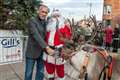 Cairngorm reindeer bring Christmas cheer