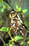 Join a giant moth hunt in Strathspey!