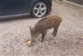 WATCH: Feeding time at Feshiebridge for the ‘final’ feral pig of Boar-dnoch
