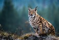'The last thing the Highlands needs is the Lynx effect'